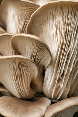 Pleurotus Vitalpilz
