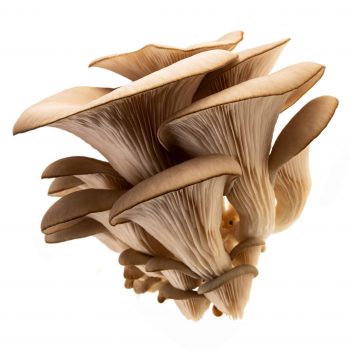 Vitalpilz Pleurotus